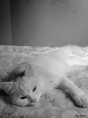 Коша)