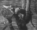 Evil Omen Blackwhite (Анималистика)