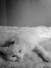 Коша) (Фотографии)