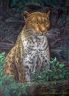 Дикая красавица (Psychodelic anthro and animalistica)