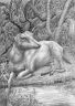 Импала отдыхает (Psychodelic anthro and animalistica)