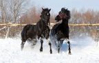 Настоящая зима (Анималистика)