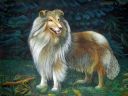Колли (Анималистика)