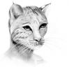 Lynx (Рисунки LaURr'ы)